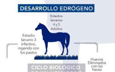 Ciclo biológico de un nematodo