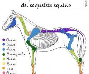 Etapas del desarrollo del esqueleto equino